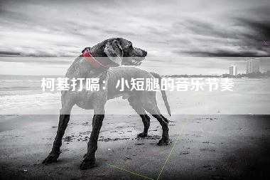 柯基打嗝：小短腿的音乐节奏