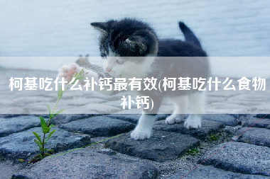 柯基吃什么补钙最有效(柯基吃什么食物补钙)