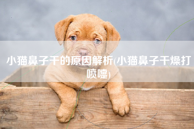 小猫鼻子干的原因解析(小猫鼻子干燥打喷嚏)