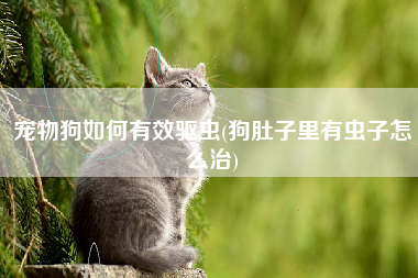 宠物狗如何有效驱虫(狗肚子里有虫子怎么治)