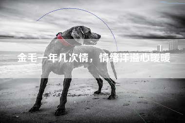 金毛一年几次情，情绪洋溢心暖暖