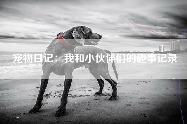 宠物日记：我和小伙伴们的趣事记录