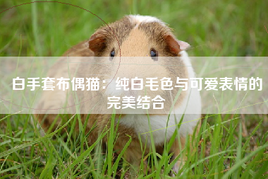 白手套布偶猫：纯白毛色与可爱表情的完美结合