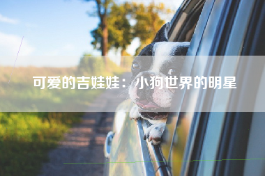 可爱的吉娃娃：小狗世界的明星