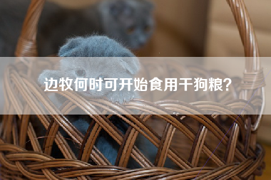 边牧何时可开始食用干狗粮？