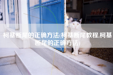 柯基断尾的正确方法(柯基断尾教程,柯基断尾的正确方法)