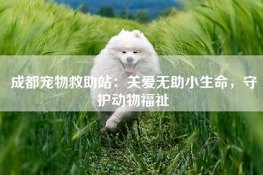 成都宠物救助站：关爱无助小生命，守护动物福祉