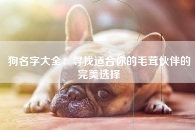 狗名字大全：寻找适合你的毛茸伙伴的完美选择