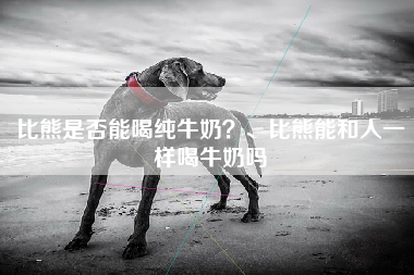 比熊是否能喝纯牛奶？、比熊能和人一样喝牛奶吗