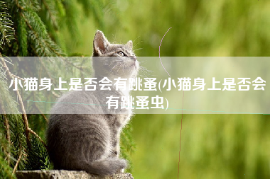 小猫身上是否会有跳蚤(小猫身上是否会有跳蚤虫)