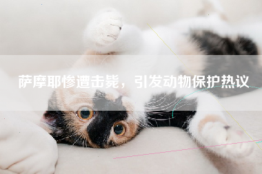 萨摩耶惨遭击毙，引发动物保护热议