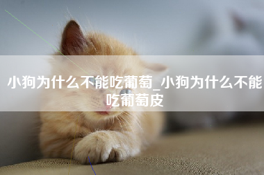 小狗为什么不能吃葡萄_小狗为什么不能吃葡萄皮