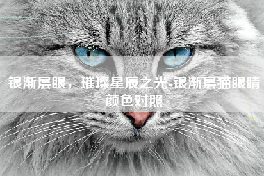 银渐层眼，璀璨星辰之光-银渐层猫眼睛颜色对照