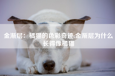 金渐层：橘猫的色彩奇迹;金渐层为什么长得像橘猫