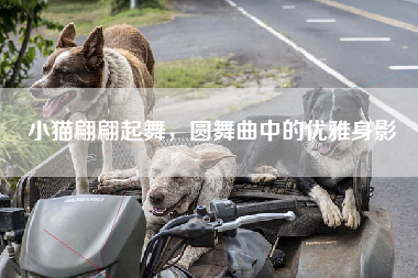 小猫翩翩起舞，圆舞曲中的优雅身影