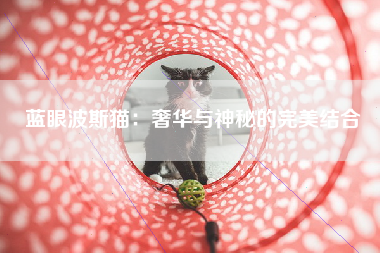 蓝眼波斯猫：奢华与神秘的完美结合