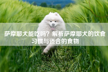 萨摩耶犬能吃吗？解析萨摩耶犬的饮食习惯与适合的食物