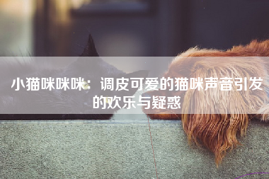 小猫咪咪咪：调皮可爱的猫咪声音引发的欢乐与疑惑