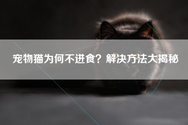 宠物猫为何不进食？解决方法大揭秘