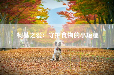 柯基之爱：守护食物的小短腿