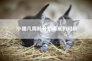 小猫几周龄开始离巢的时刻