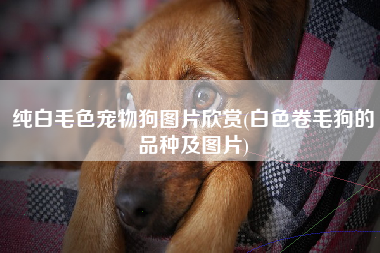 纯白毛色宠物狗图片欣赏(白色卷毛狗的品种及图片)