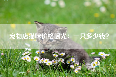 宠物店猫咪价格曝光：一只多少钱？