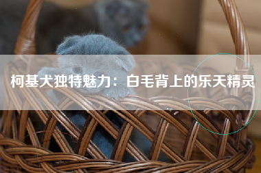 柯基犬独特魅力：白毛背上的乐天精灵