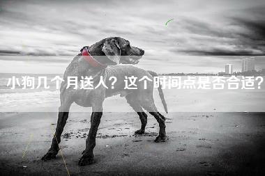 小狗几个月送人？这个时间点是否合适？