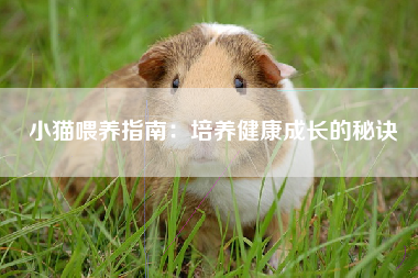 小猫喂养指南：培养健康成长的秘诀