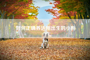 如何正确养活刚出生的小狗