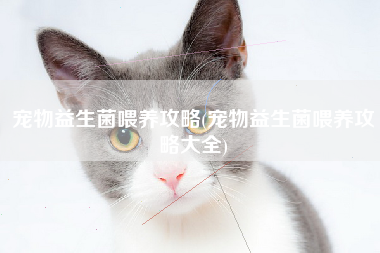 宠物益生菌喂养攻略(宠物益生菌喂养攻略大全)