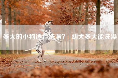 多大的小狗适合洗澡？_幼犬多大能洗澡