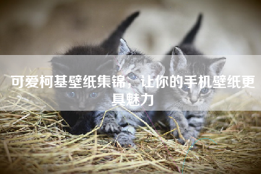 可爱柯基壁纸集锦，让你的手机壁纸更具魅力