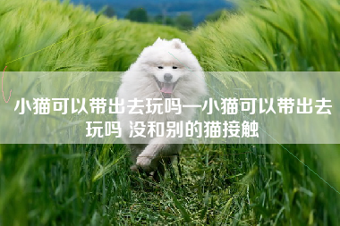 小猫可以带出去玩吗—小猫可以带出去玩吗 没和别的猫接触