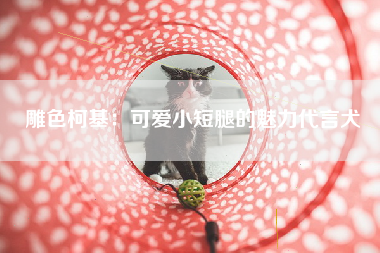 雕色柯基：可爱小短腿的魅力代言犬