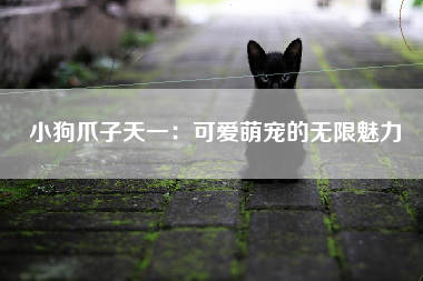 小狗爪子天一：可爱萌宠的无限魅力