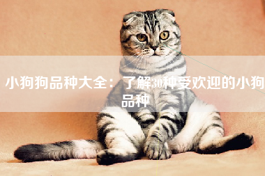 小狗狗品种大全：了解30种受欢迎的小狗品种
