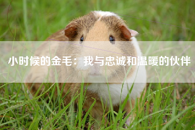 小时候的金毛：我与忠诚和温暖的伙伴