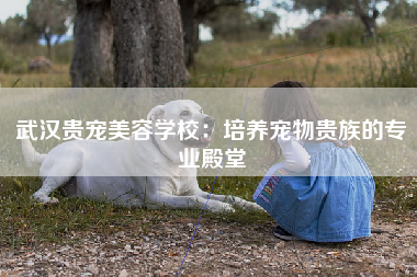 武汉贵宠美容学校：培养宠物贵族的专业殿堂