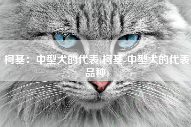 柯基：中型犬的代表(柯基-中型犬的代表品种)