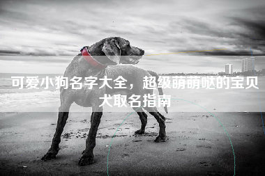 可爱小狗名字大全，超级萌萌哒的宝贝犬取名指南