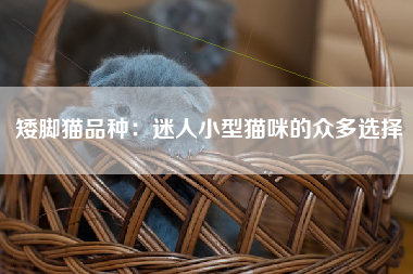 矮脚猫品种：迷人小型猫咪的众多选择
