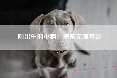 刚出生的小猫：探索无限可能