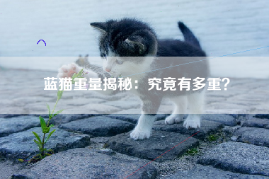 蓝猫重量揭秘：究竟有多重？