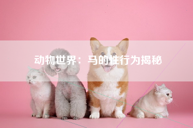 动物世界：马的性行为揭秘