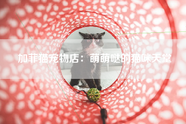 加菲猫宠物店：萌萌哒的猫咪天堂