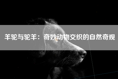 羊驼与驼羊：奇妙动物交织的自然奇观
