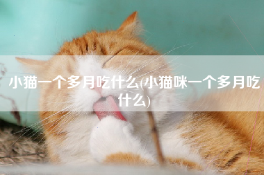 小猫一个多月吃什么(小猫咪一个多月吃什么)