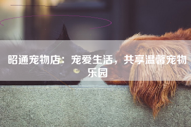昭通宠物店：宠爱生活，共享温馨宠物乐园